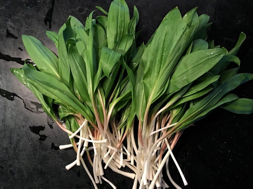 Young shoots of wild ramps