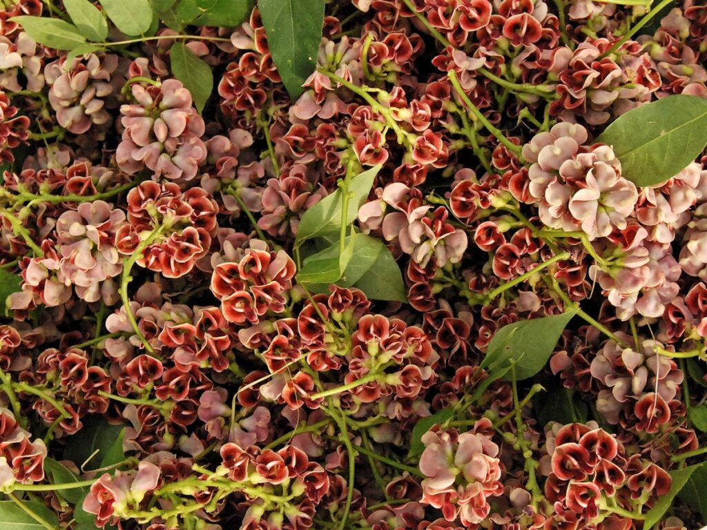 Groundnut flowers