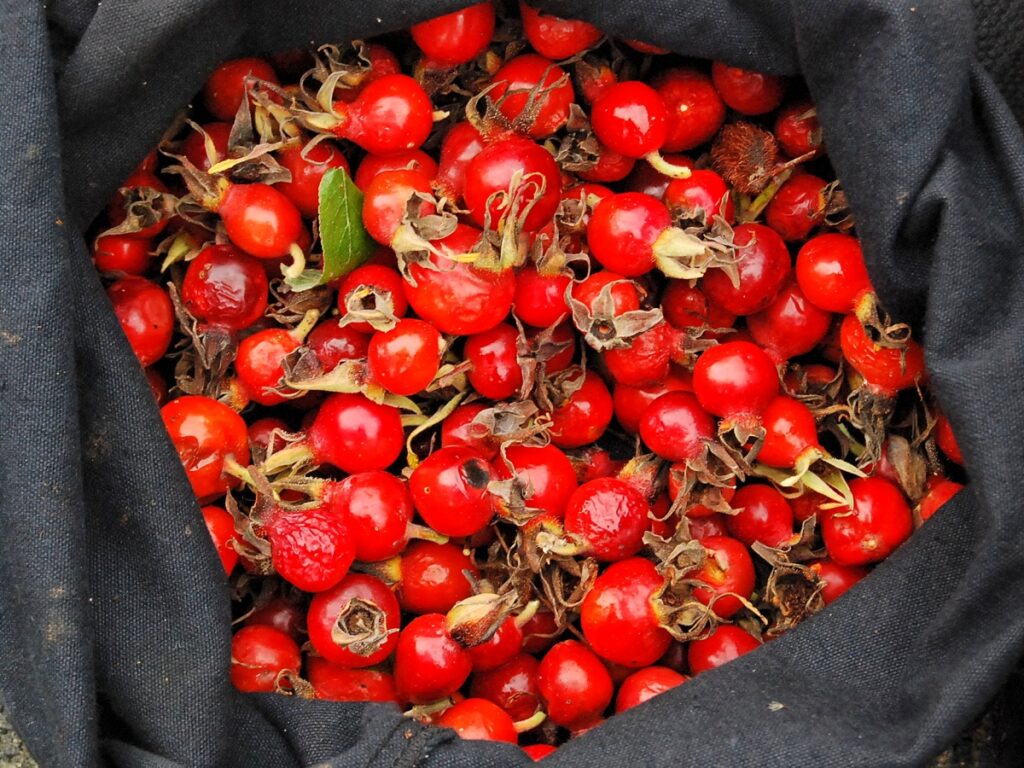 Collection of rosehips