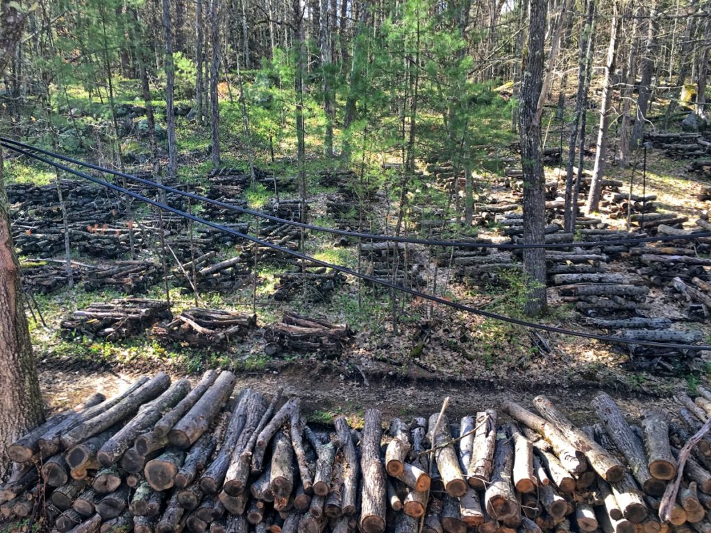 Forest Harvest logs