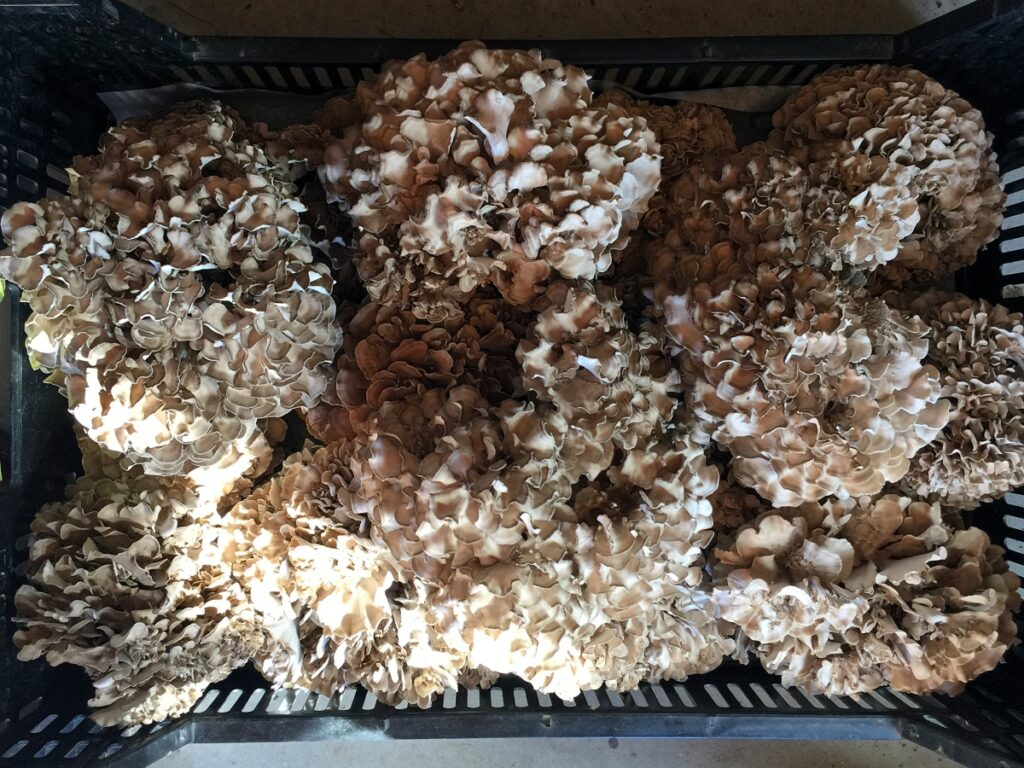 Hen of the woods collection